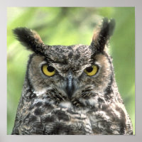 Photographie de hibou