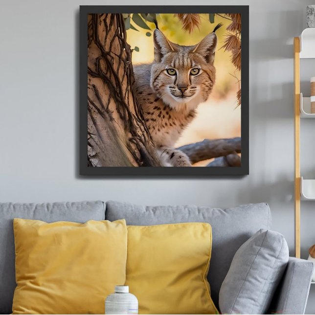 Poster Photographie de la faune - fermeture de Bobcat (Créateur téléchargé)