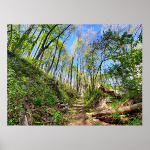 Poster Photographie de la forêt de printemps