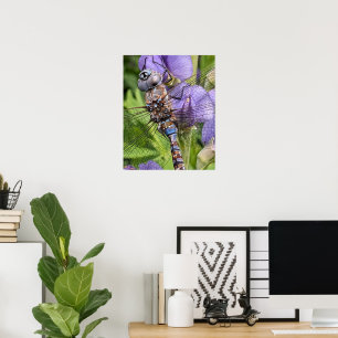 Poster Photographie de la libellule Darner aux yeux bleus