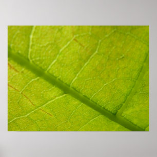 Poster Photographie de la nature à feuilles vertes