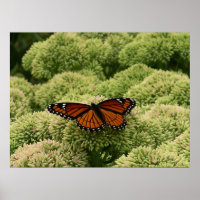 Photographie de la nature belle papillon vice-roi