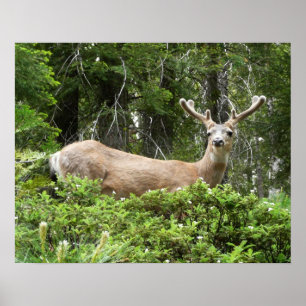 Poster Photographie de la nature de cerfs à Yosemite