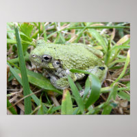 Photographie de la nature de la grenouille arboric