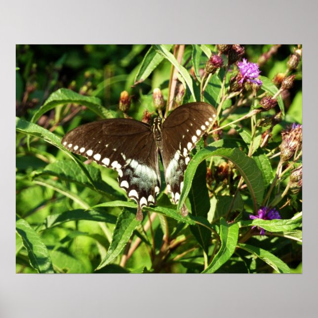 Poster Photographie de la nature du papillon noir Swallow (Devant)