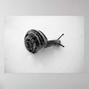 Poster Photographie de la nature d'un escargot de jardin