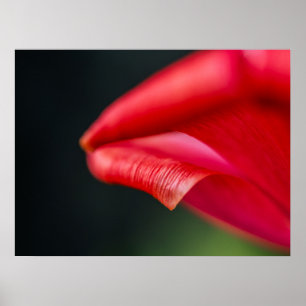 Poster Photographie de la nature d'un pétale de tulipe ro
