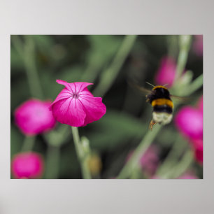 Poster Photographie de la nature d'une fleur sauvage rose