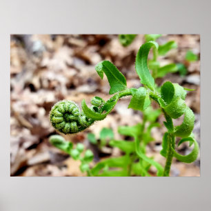 Poster Photographie de la nature, Fête de l'enfant au pri