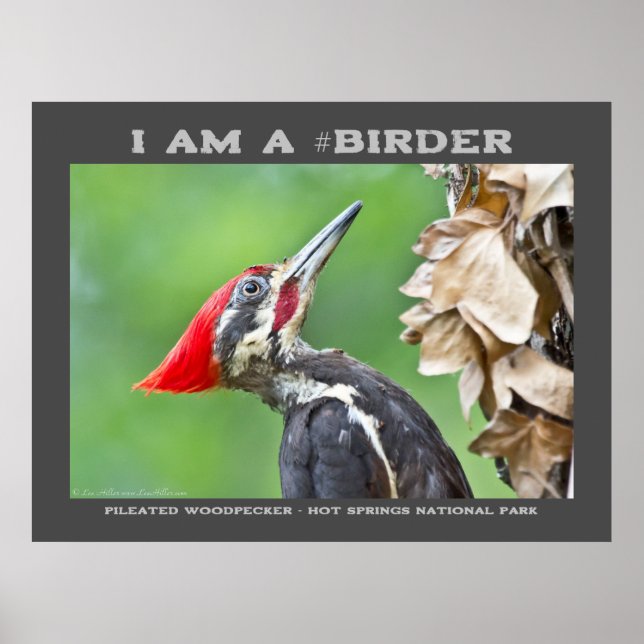 Poster Photographie de la nature Oiseau de pic pilé (Devant)