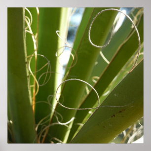 Poster Photographie de la nature verte Feuille du Yucca