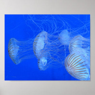 POSTER PHOTOGRAPHIE DE LA VIE AQUATIQUE DE L'OCÉAN BLEU J
