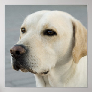 Poster Photographie de Labrador Retriever doré