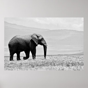 POSTER PHOTOGRAPHIE DE L'ÉLÉPHANT