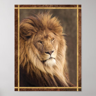 Poster Photographie de lion sérieux