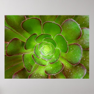 Poster Photographie de macro plante brillant vert radiant