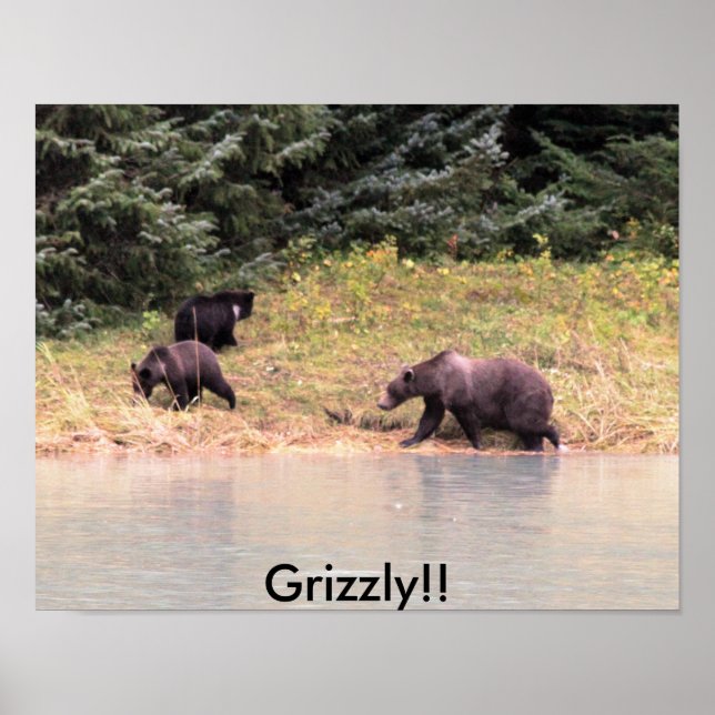 Poster Photographie de Mother Grizzly et 2 petits (Devant)