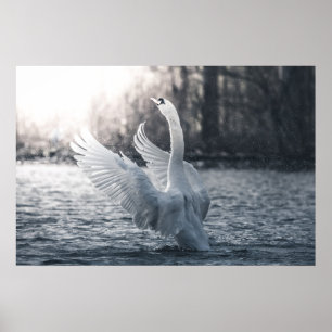 Poster Photographie de nature Cygne blanc