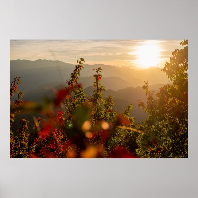 Poster Photographie de nature d'arbres verts surplombant  (Devant)