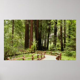 Poster Photographie de nature sur le sentier I de Muir Wo