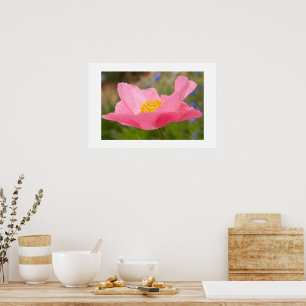 Poster Photographie de Pavot Rose Simple en Gros Plan