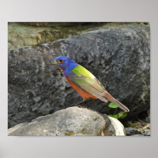 Poster Photographie de pinson multicolore peint