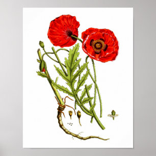 Poster Photographie de Red Poppy #12