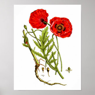 Poster Photographie de Red Poppy #12