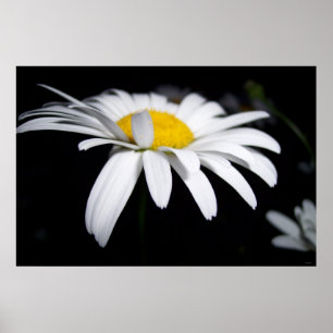Poster Photographie de Shasta Daisy