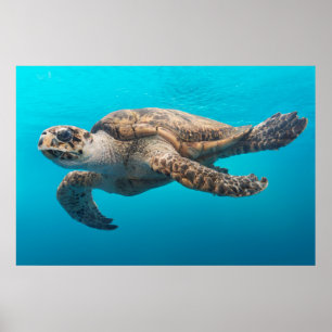 Poster Photographie de tortue Océan bleu