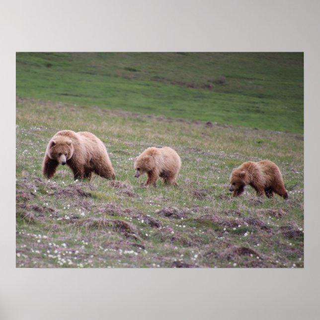 Poster Photographie de trois ours (Devant)