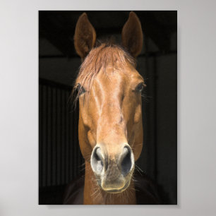 Poster Photographie de visage de cheval