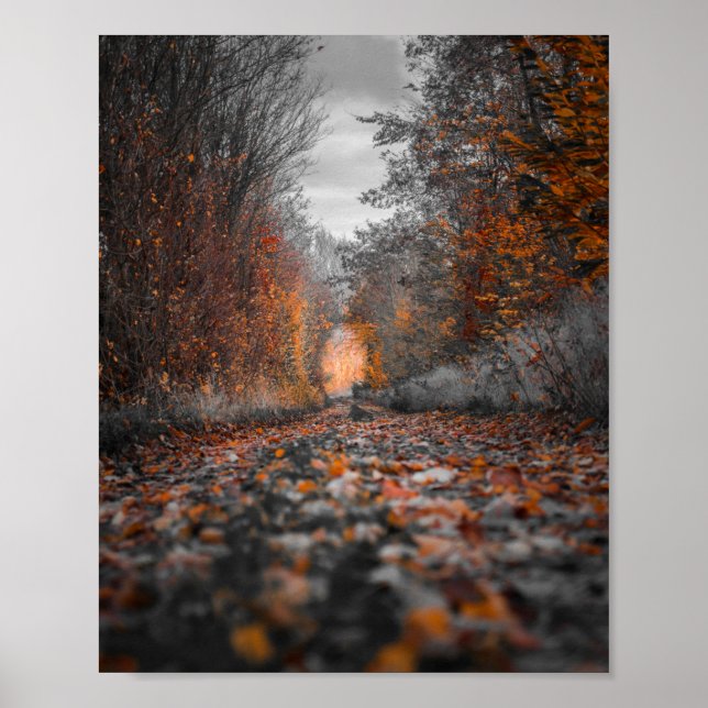 Poster Photographie des arbres automnaux (Devant)