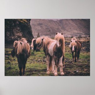 POSTER PHOTOGRAPHIE DES CHEVAUX À FAIBLE INFLUENCE