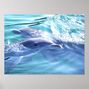 Poster Photographie des dauphins