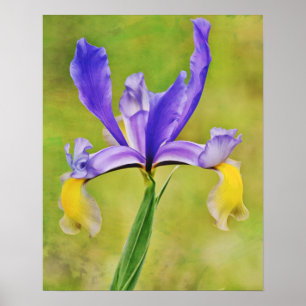 Poster Photographie d'Iris