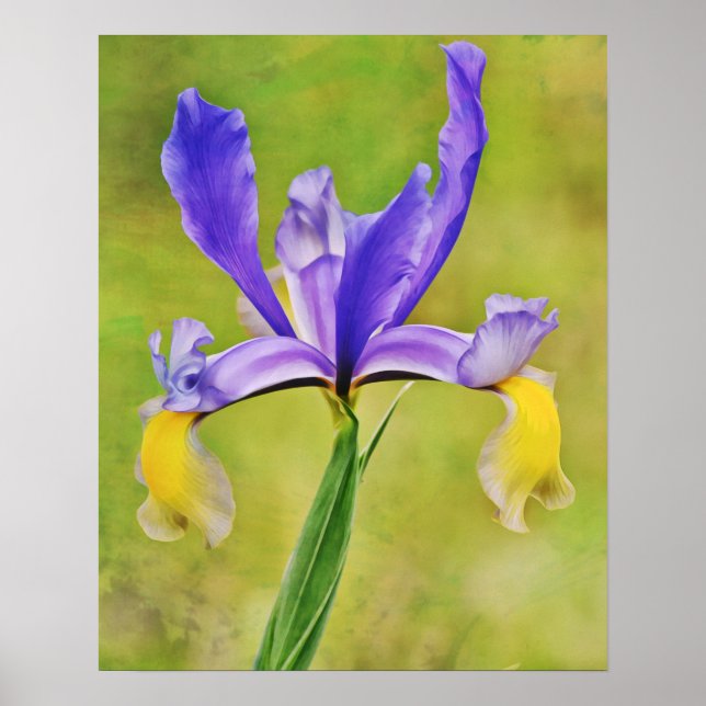 Poster Photographie d'Iris (Devant)