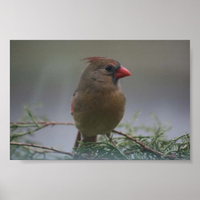 Poster Photographie d'oiseau cardinal féminin Imprimer (Devant)