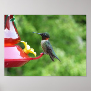 Poster Photographie d'oiseau Colibri à gorge rubis