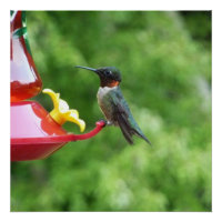 Photographie d'oiseau Colibri à gorge rubis