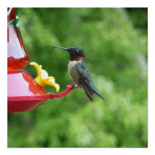 Poster Photographie d'oiseau Colibri à gorge rubis