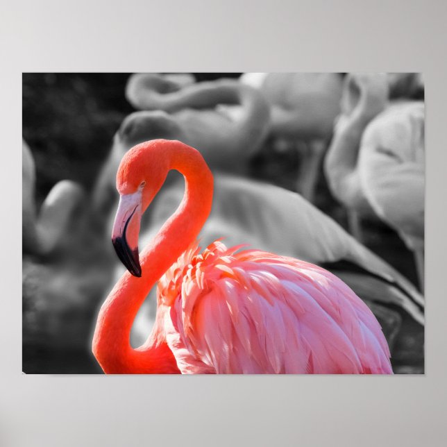 Poster Photographie d'oiseaux Flamants roses (Devant)