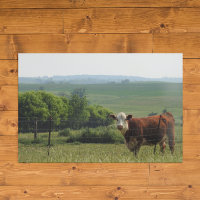Photographie du Midwest | Belle vache et paysage