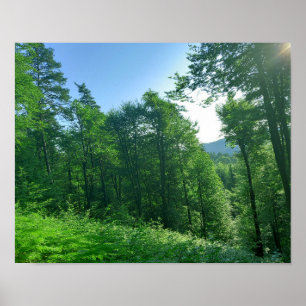 Poster Photographie du paysage de la forêt verte