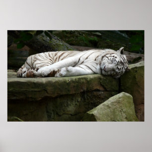 Poster Photographie du tigre blanc du Bengale endormi