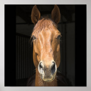 Poster Photographie du visage du cheval