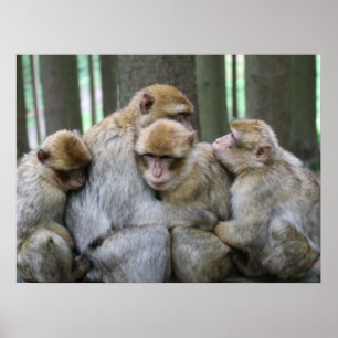 Poster Photographie d'une famille de singes câline en gro