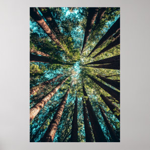 Poster Photographie en angle bas des arbres en journée