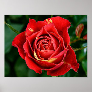 Poster Photographie florale de rose tachetée rouge