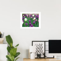 Photographie florale des Tulipes printanières